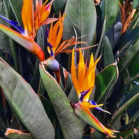 Adeiata Apartament Adiata